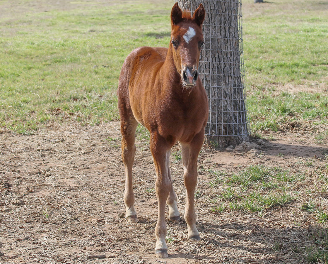 Smooth As A Cat x Shiners Diamond Girl - 2014 Colt