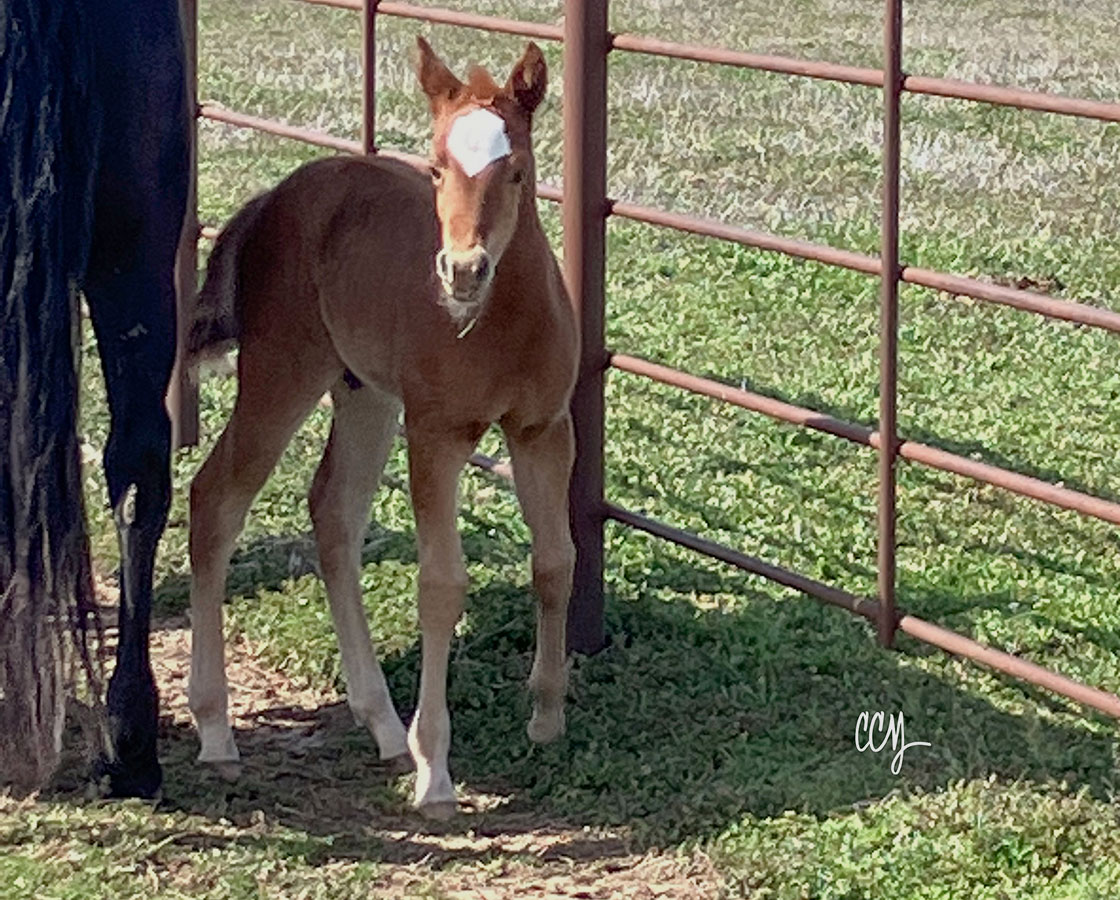 Stevie Rey Von x Shiners Diamond Girl - 2023 Colt