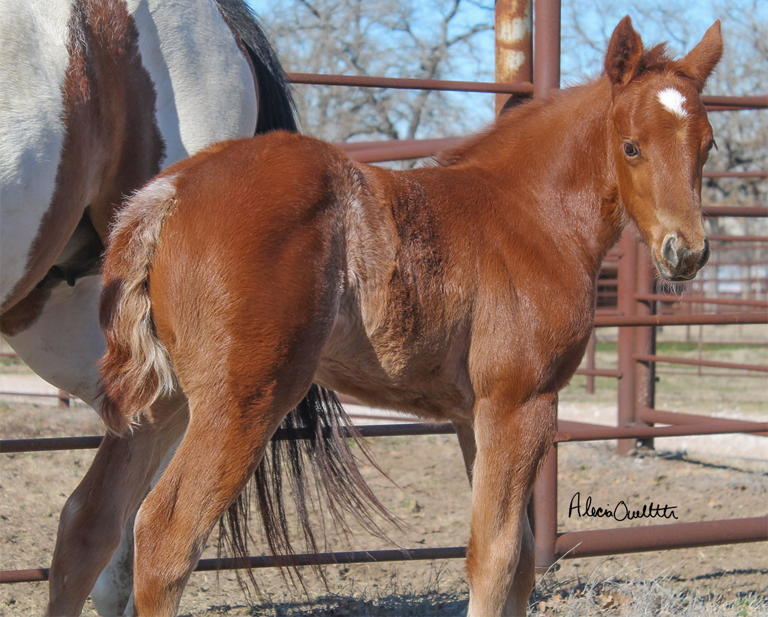 Stevie Rey Von x Shiners Diamond Girl - 2024 Filly