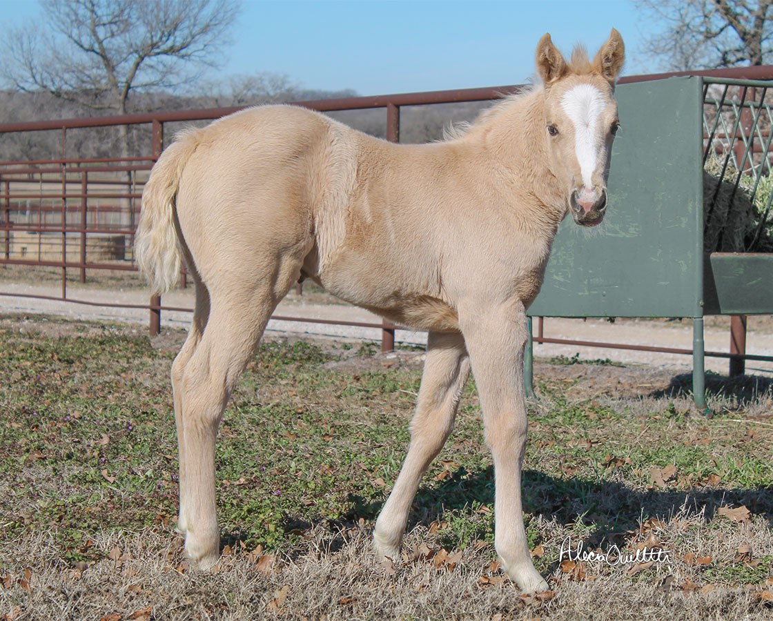 Stevie Rey Von x Shiners Diamond Girl - 2024 Filly