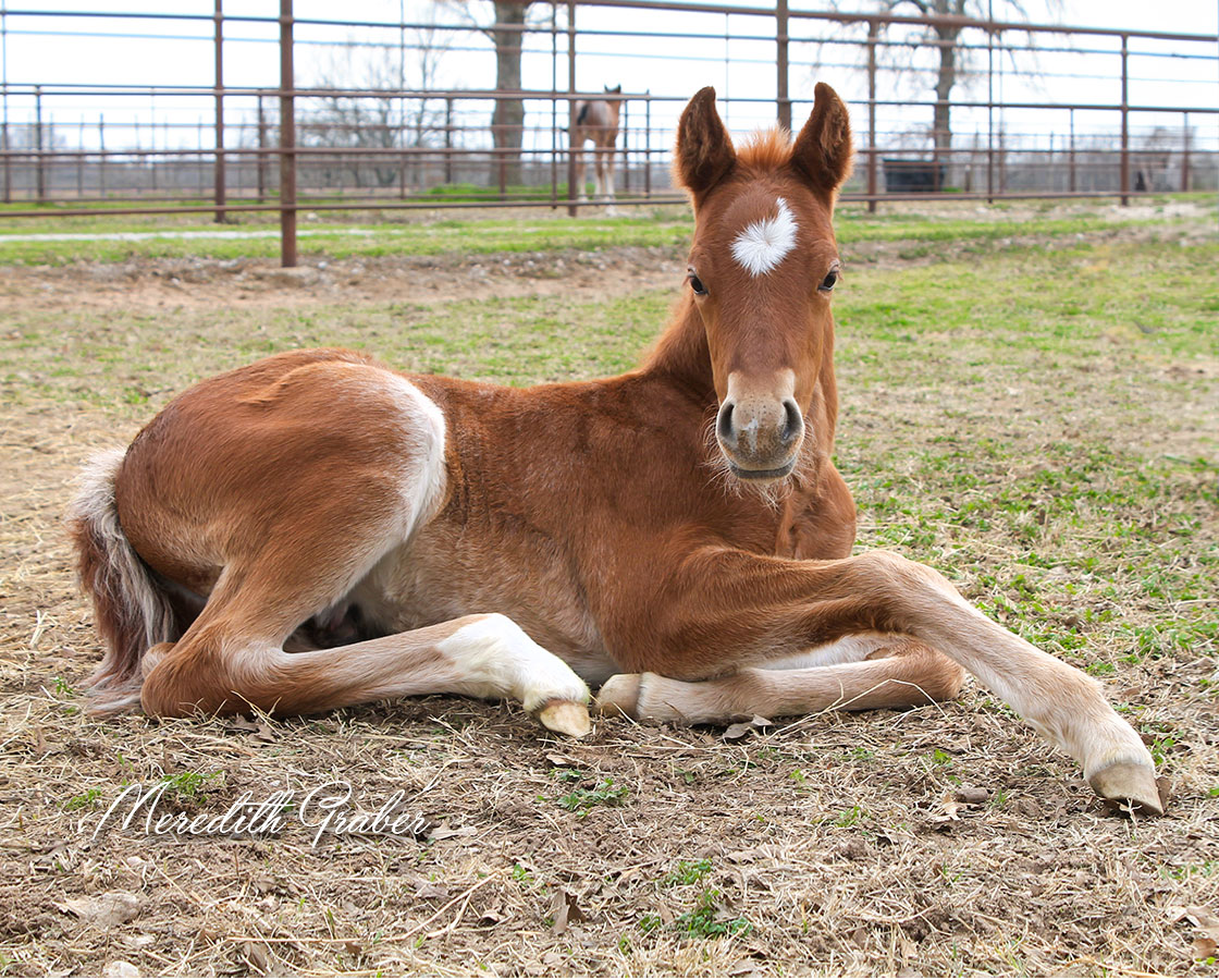 SJR Diamond Mist x Stylish Little oak - 2024 Colt