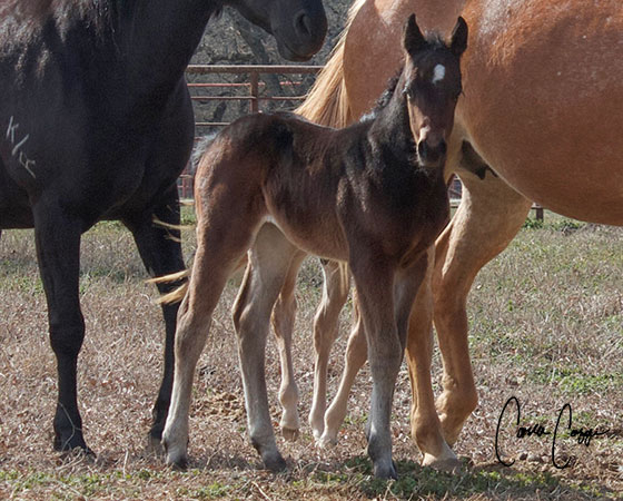 SJR Diamond Mist x Billies Smooth Cat - 2023 Filly