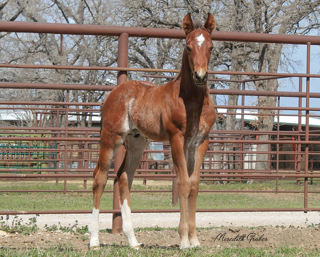 SJR Diamond Mist x Cool The Engines - 2024 Colt