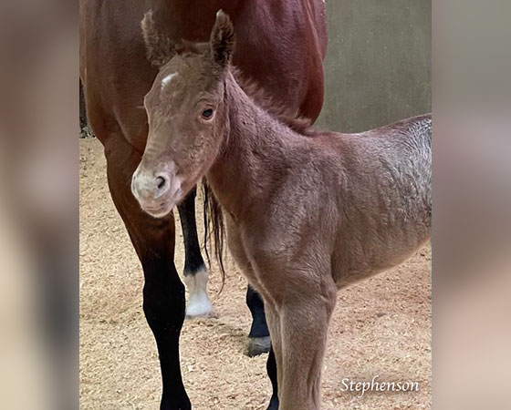 SJR Diamond Mist x Foxy D Vine - 2021 Filly