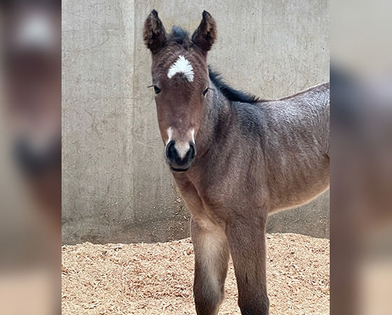 SJR Diamond Mist x SJR Oaks Natasha - 2021 Filly