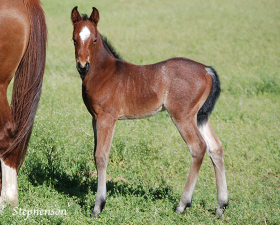 SJR Diamond Mist x SJR Oaks Natasha - 2023 Filly