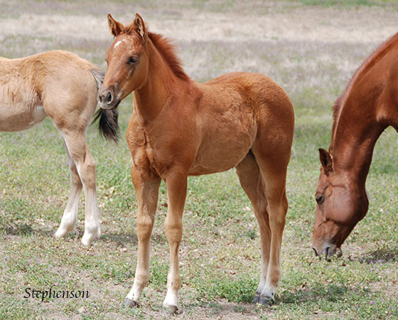 SJR Diamond Mist x Playguns King Badger - 2023 Filly