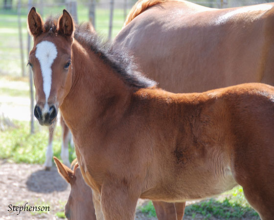 SJR Diamond Mist x Playguns King Badger - 2023 Filly