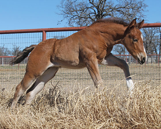 SJR Diamond Mist x Shiners Eva - 2022 Bay Colt