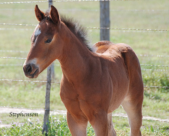 SJR Diamond Mist x SJR Stylish Marilyn - 2023 Filly