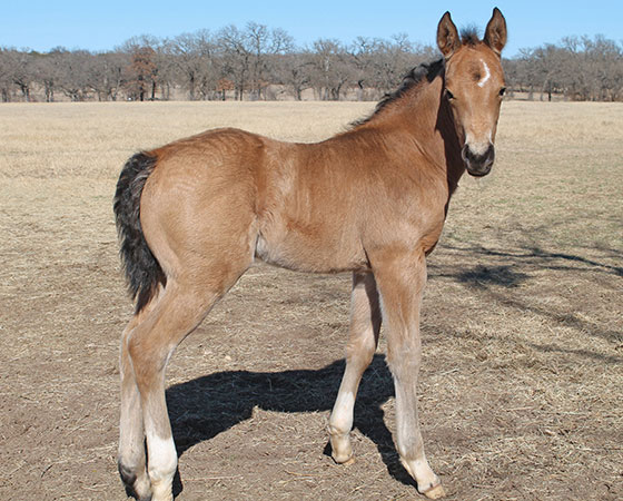 SJR Diamond Mist x Shiners Little Oak - 2022 Filly