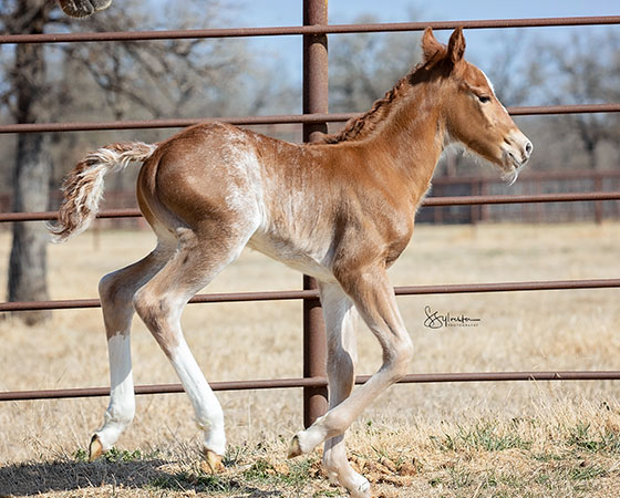 SJR Diamond Mist x Shiners Little Oak - 2022 Sorrel Colt