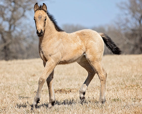 SJR Diamond Mist x Shiners Sulena - 2022 Filly