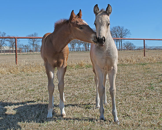 SJR Diamond Mist x Spooks Mariah - 2022 Buckskin Colt