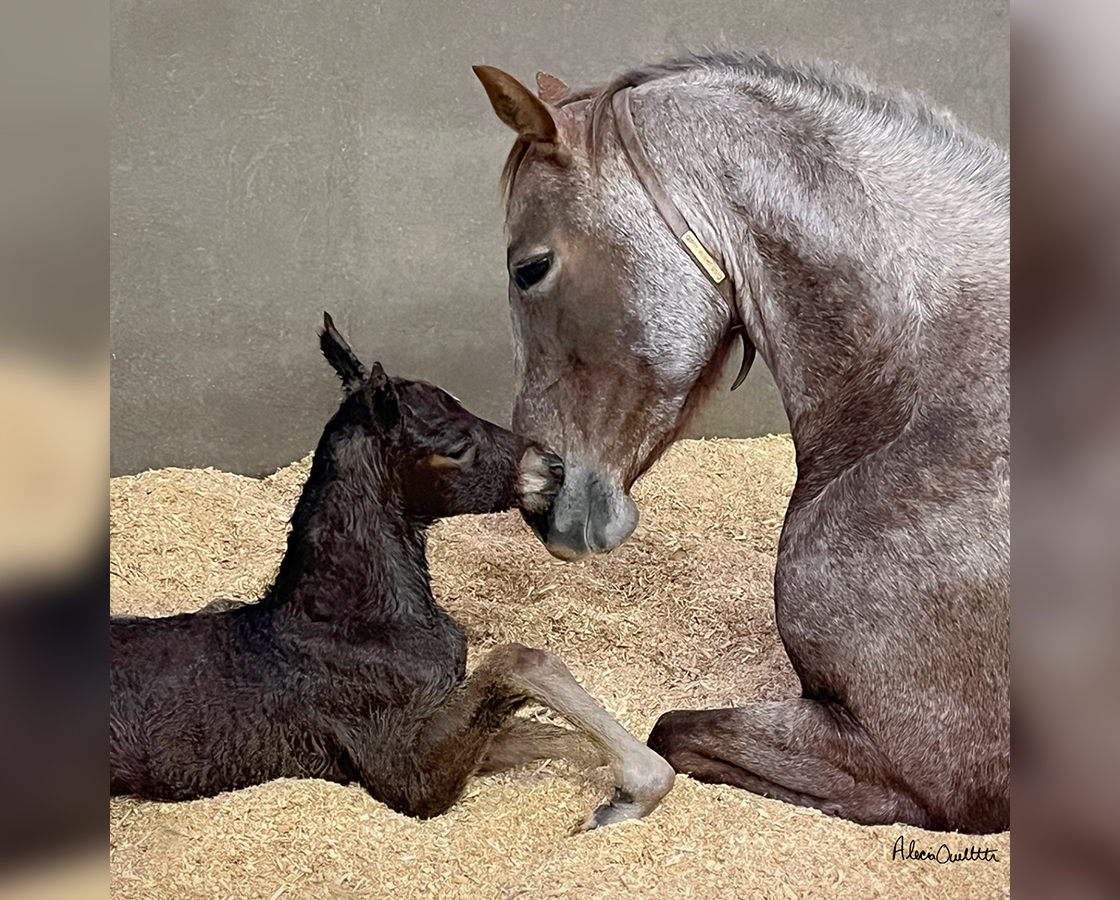 SJR Diamond Mist x SJR Oaks Natasha - 2024 Filly