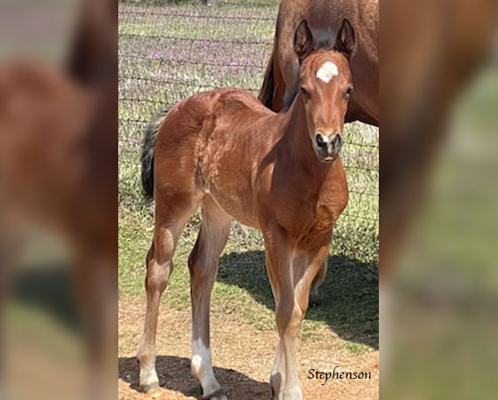 SJR Diamond Mist x Mrs Bay Cat - 2023 Filly