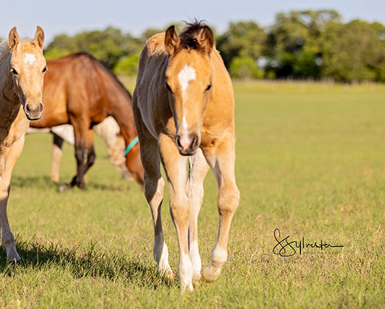 SJR Diamond Mist x Stylish Little Oak - 2021 Colt