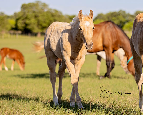 SJR Diamond Mist x Stylish Little Oak - 2021 Filly