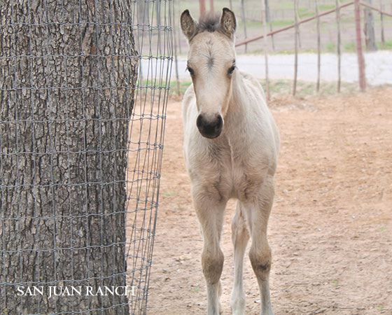 SJR Diamond Mist x Spooks Mariah - 2023 Colt