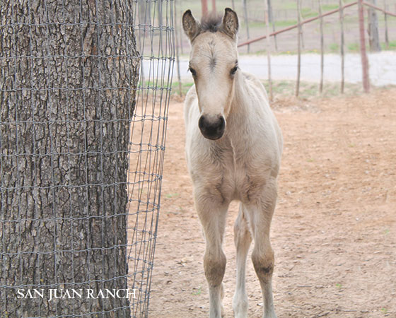 SJR Diamond Mist x Spooks Mariah - 2023 Colt