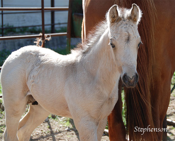 SJR Diamond Mist x Spooks Mariah - 2023 Colt