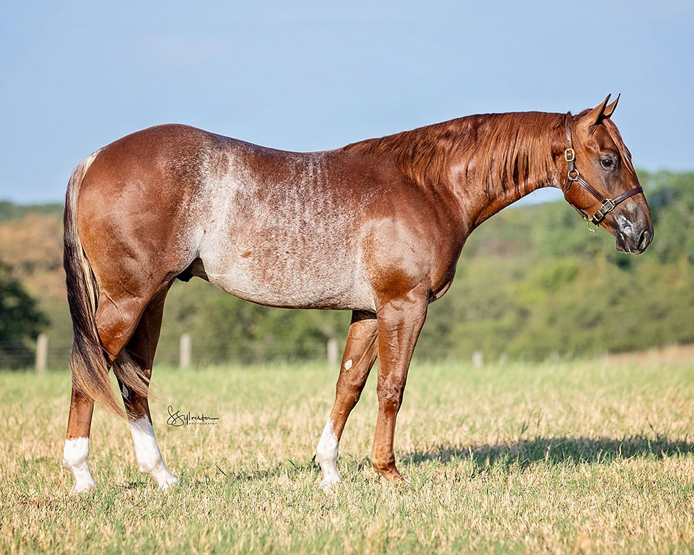 SJR Apache Oak - SJR Diamond Mist x Shiners Little Oak - 2022 Sorrel Colt