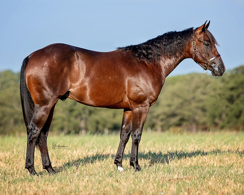 SJR Cherokee Mist - SJR Diamond Mist x ARC Its Go Time - 2022 Bay Colt