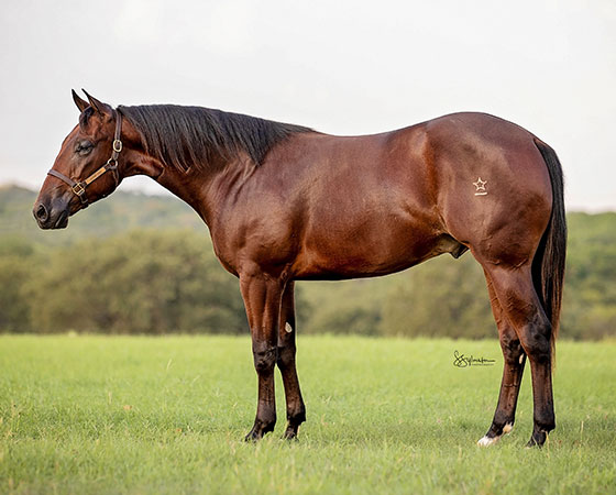 SJR Lota Mist - SJR Diamond Mist x Whole Lota Cash - 2021 Bay Colt