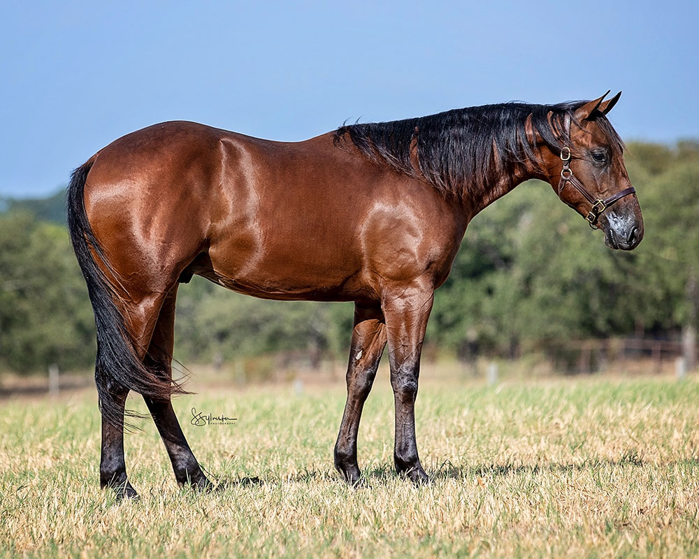 SJR Lotta Cash Mist - SJR Diamond Mist x Whole Lota Cash - 2022 Bay Colt