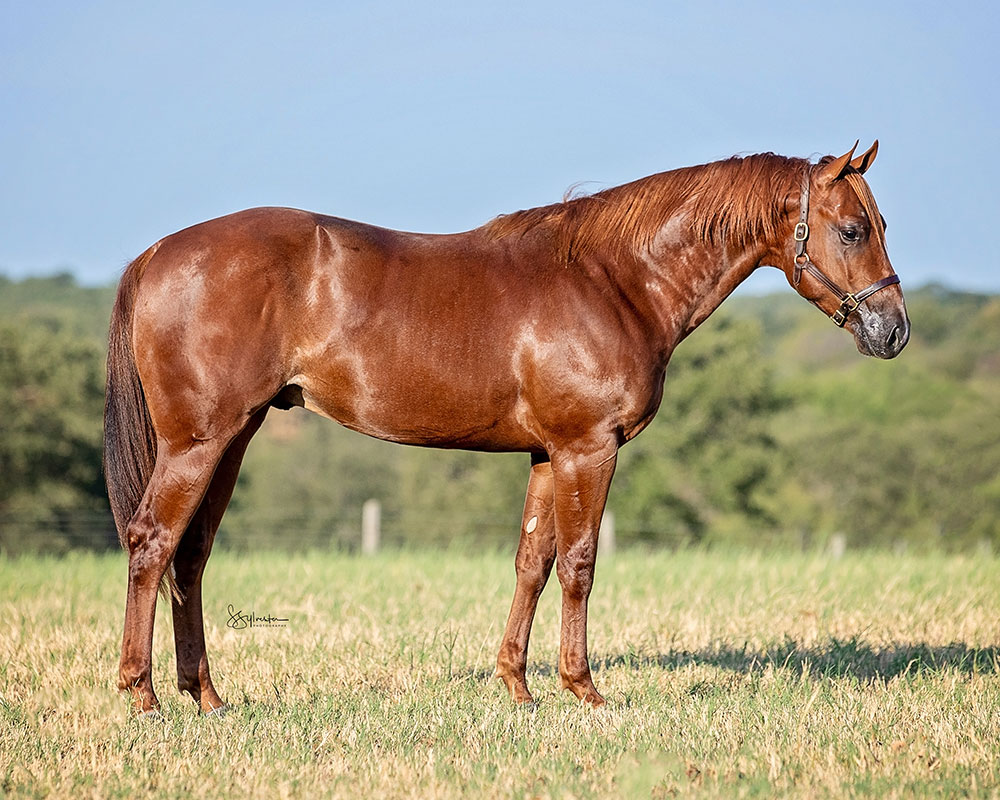 SJR Metallic Mist - SJR Diamond Mist x SJR Metallic Bunny - 2022 Sorrel Colt