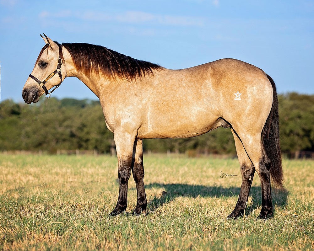 SJR Mists Marco - SJR Diamond Mist x Spooks Mariah - 2022 Buckskin Colt