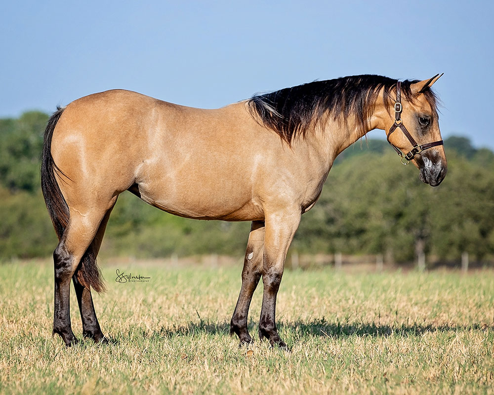 SJR Night Rider Mist - SJR Diamond Mist x Shiners Sulena - 2022 Buckskin Colt