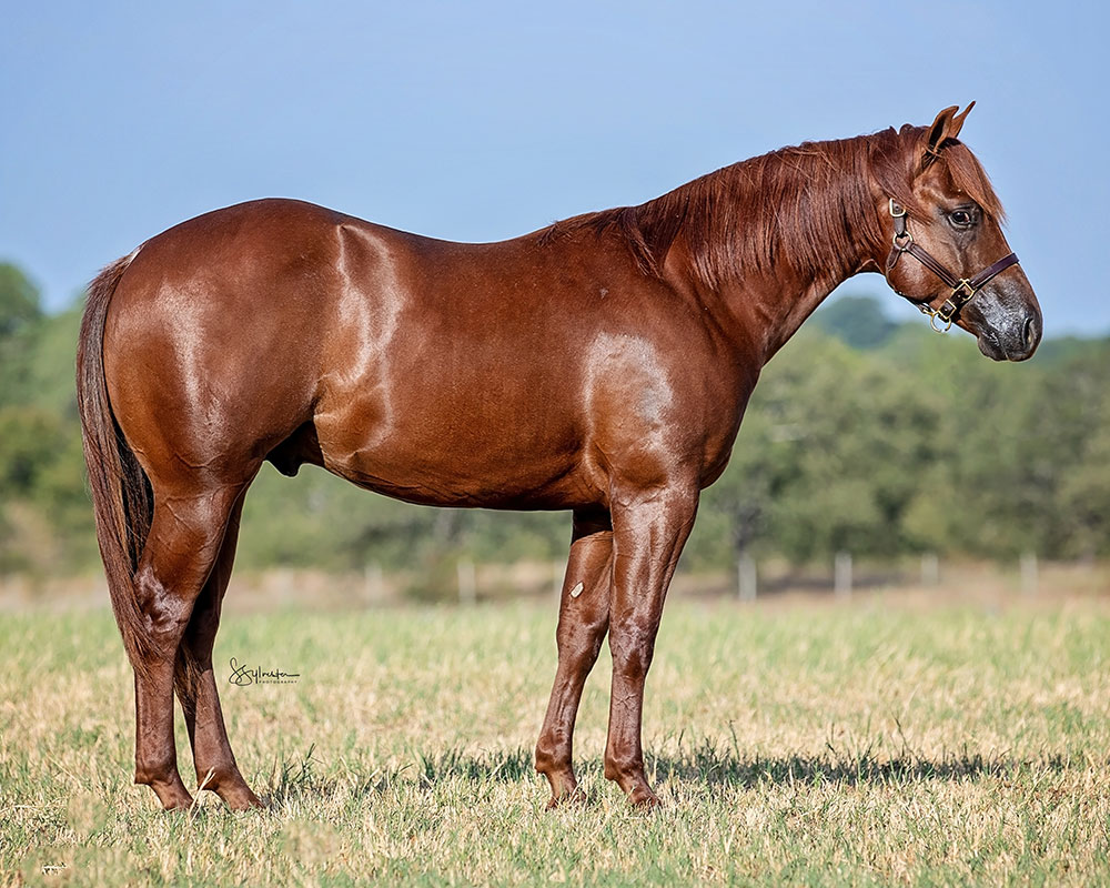 SJR Pistolero Mist - SJR Diamond Mist x Sues Barn Cat - 2022 Sorrel Colt