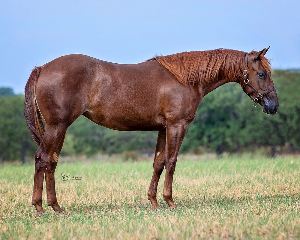 SJR Santanita Mist - SJR Diamond Mist x Cool The Engines - 2022 Sorrel Filly