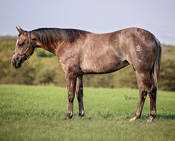 SJR Smokey Mist - SJR Diamond Mist x Kalightascope - 2021 Gray Filly