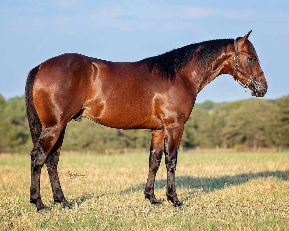 SJR Strato Mist - SJR Diamond Mist x Shiners Eva - 2022 Bay Colt