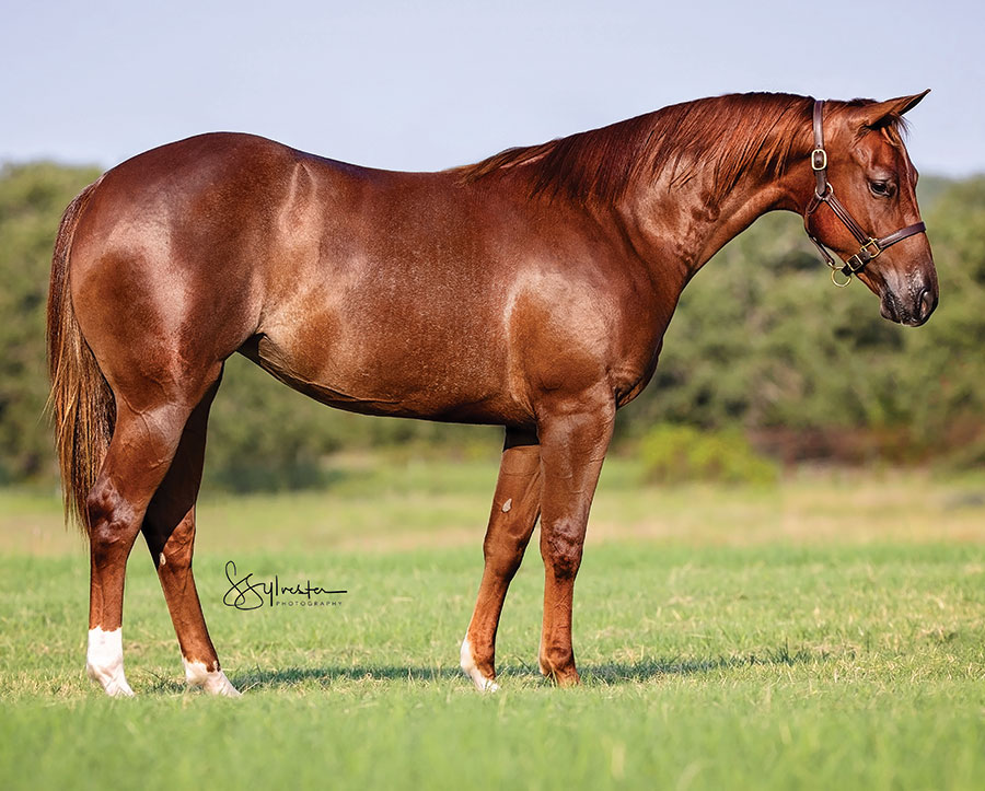 SJR Mists Marie - SJR Diamond Mist x Cattahoochie - 2024 Sorrel Filly