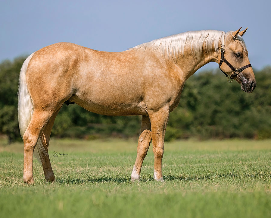 SJR Tropicana Mist - SJR Diamond Mist x Shiners Little Oak - 2024 Palomino Colt
